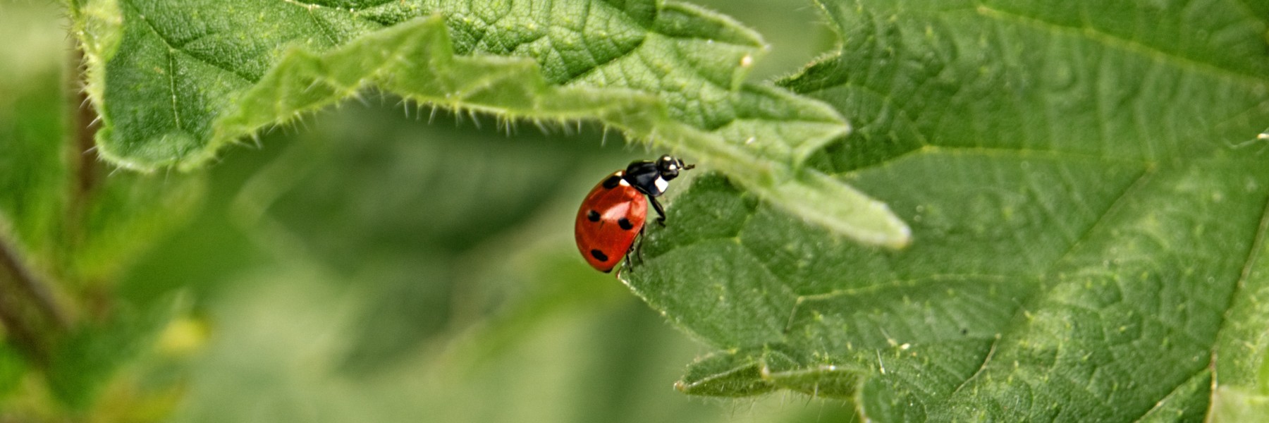 Brandnetels zijn heel nuttig. Weten waarom? Insecten zoals lieveheersbeestjes en vlinders zijn er dol op!| Foto: Pexels