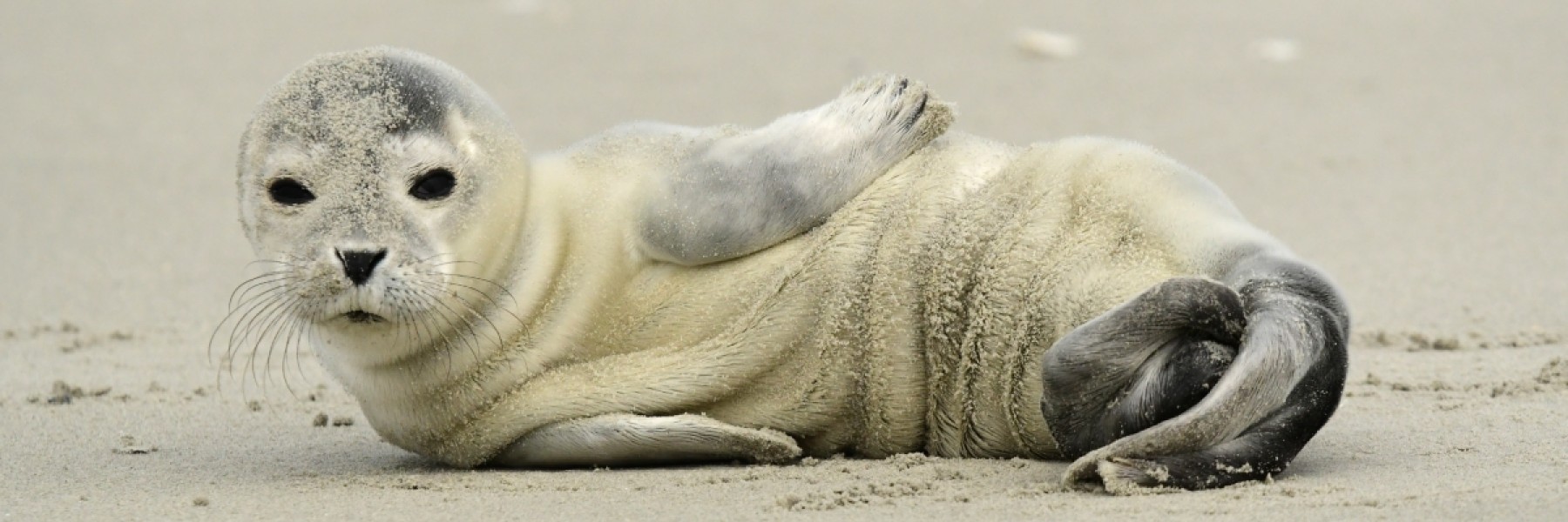 Zeehond Terschelling | Bron: Staatsbosbeheer