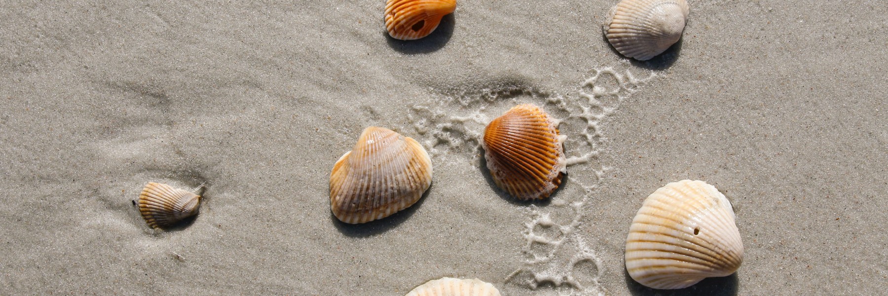 Schelpen | Bron: Unsplash