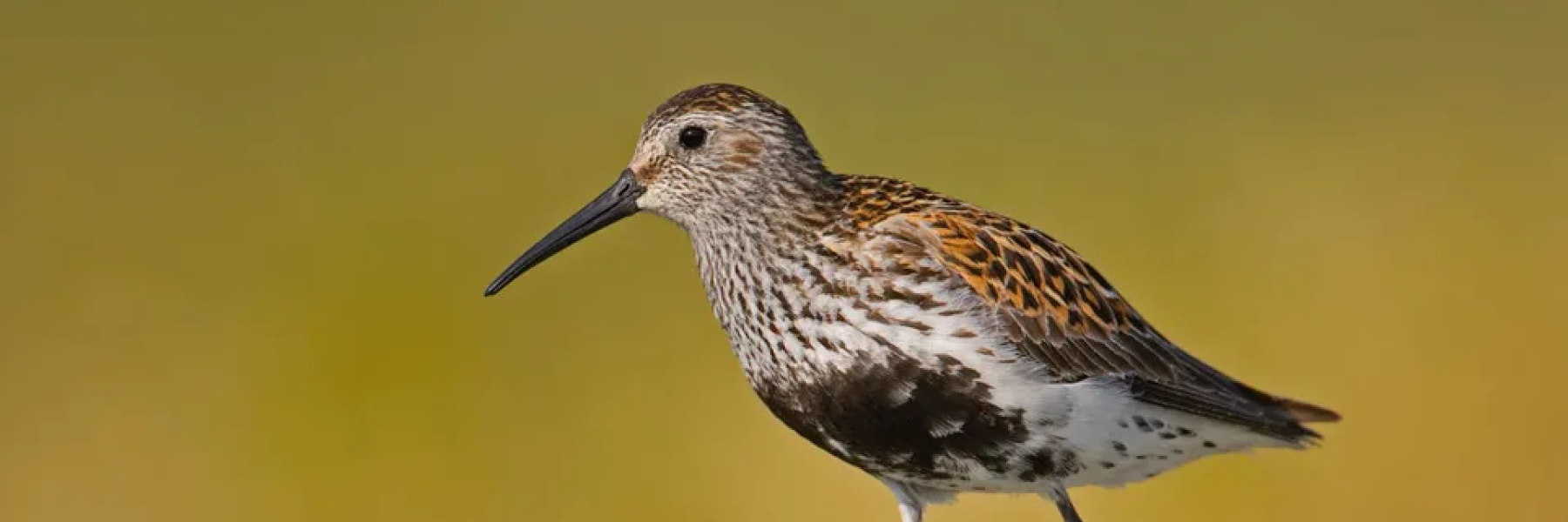 Bonte Strandloper | Foto: De vogelbescherming