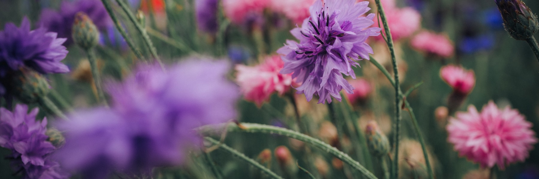 Veld met inheemse bloemen | Foto: Pexels