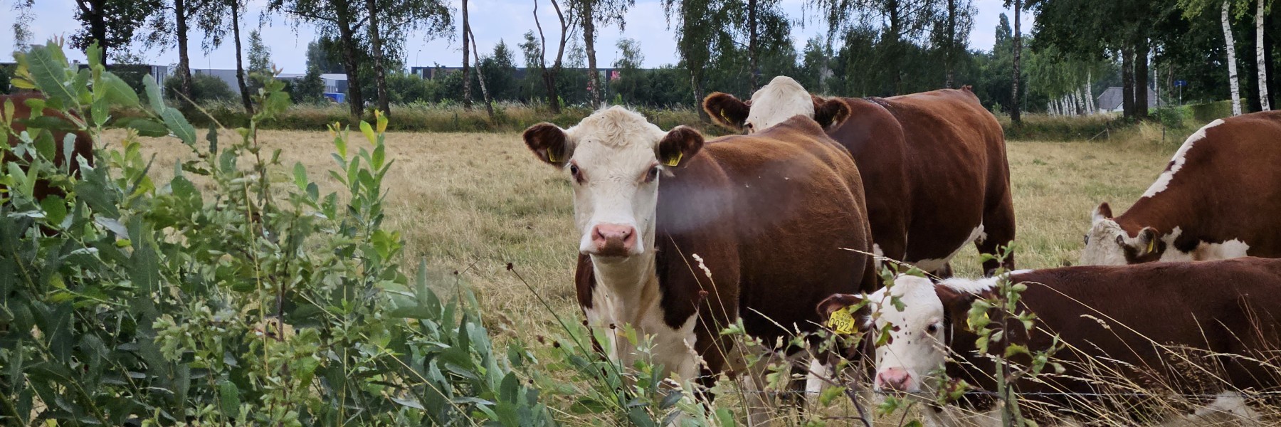 Herenboerderij - Foto Max van Nievelt