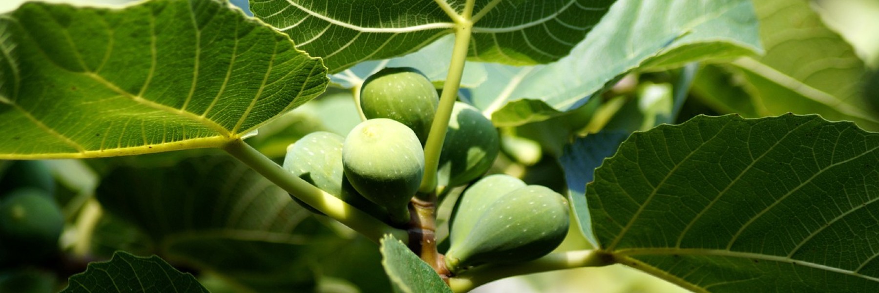 Vijgenboom met vruchten en bladeren | Foto: Pexels