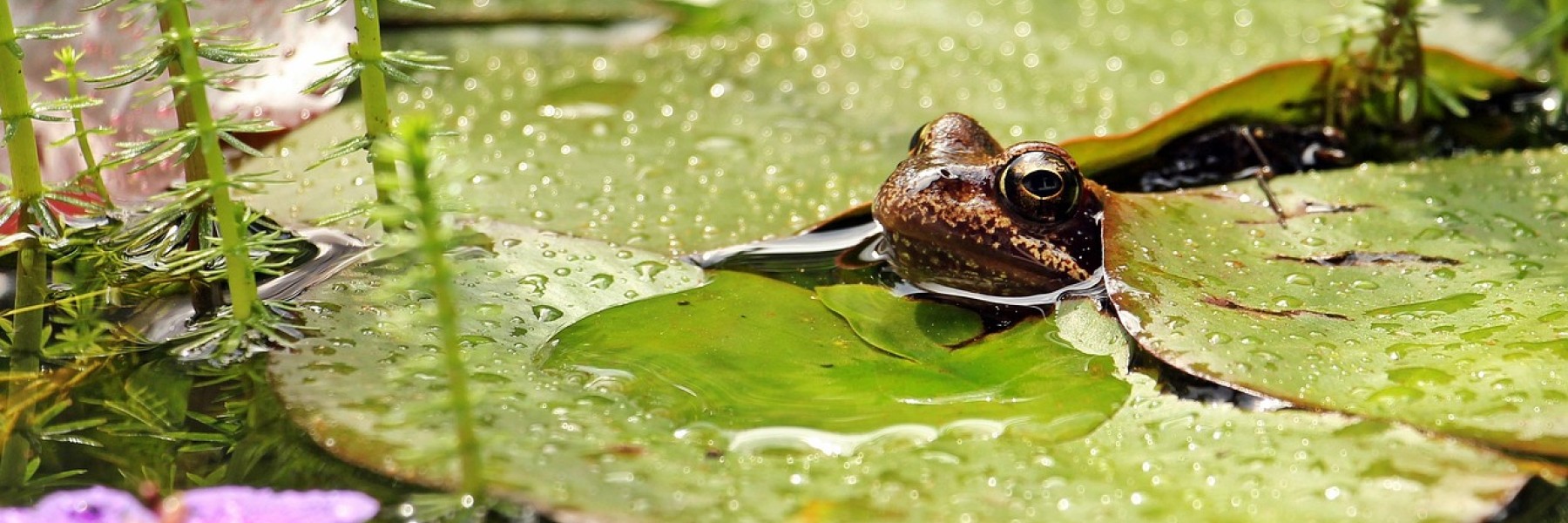 Regenwater in de tuin met kikker | Foto: Pixabay