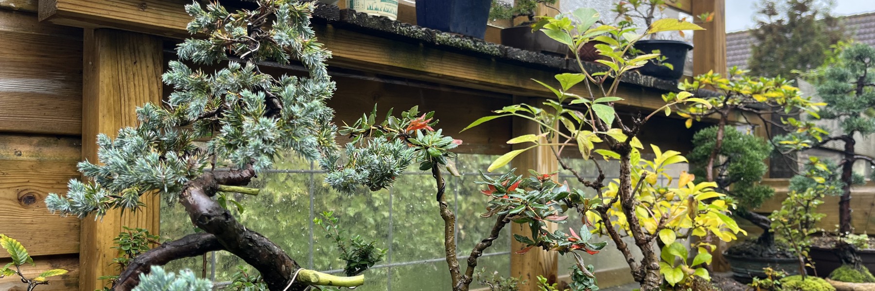 bonsai 5 | Alex Slingerland