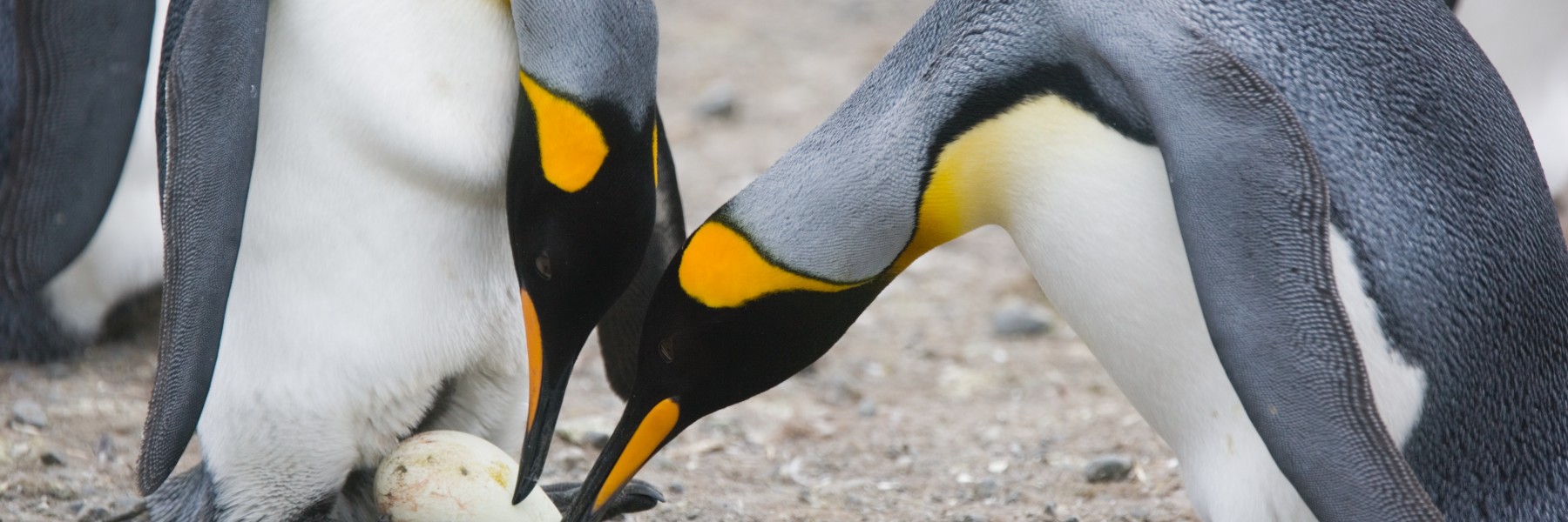 Koningspinguïns met ei | Foto: Marcel Haenen