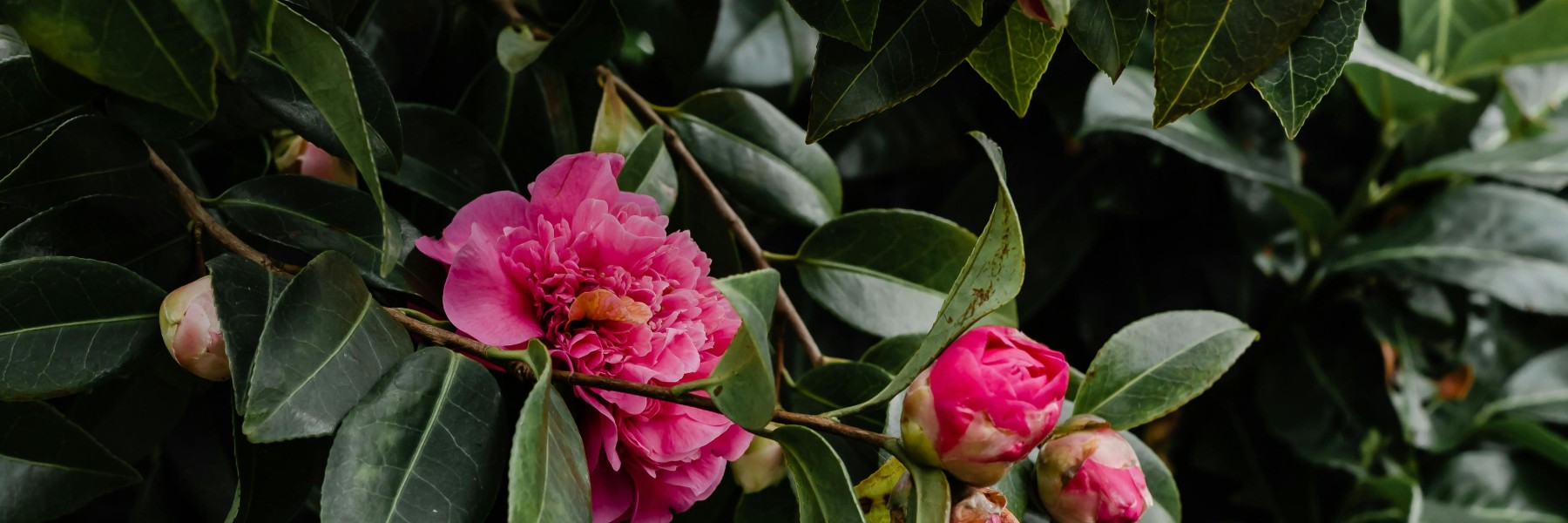 Fotografie: Micheile Olivie Strauss via Pexels