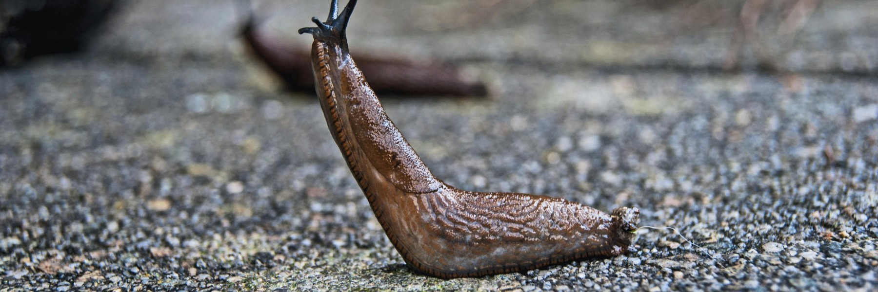 Naaktslakken zijn gek op levende plantenbladeren | Foto: Pexels