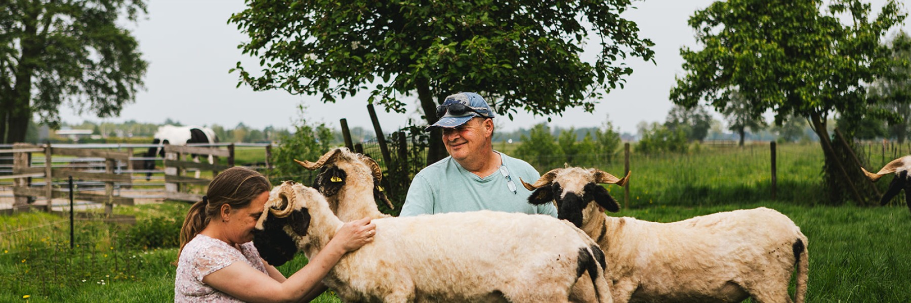 Lammetjes in Bergambacht | Fotografie: Roos Eijmers