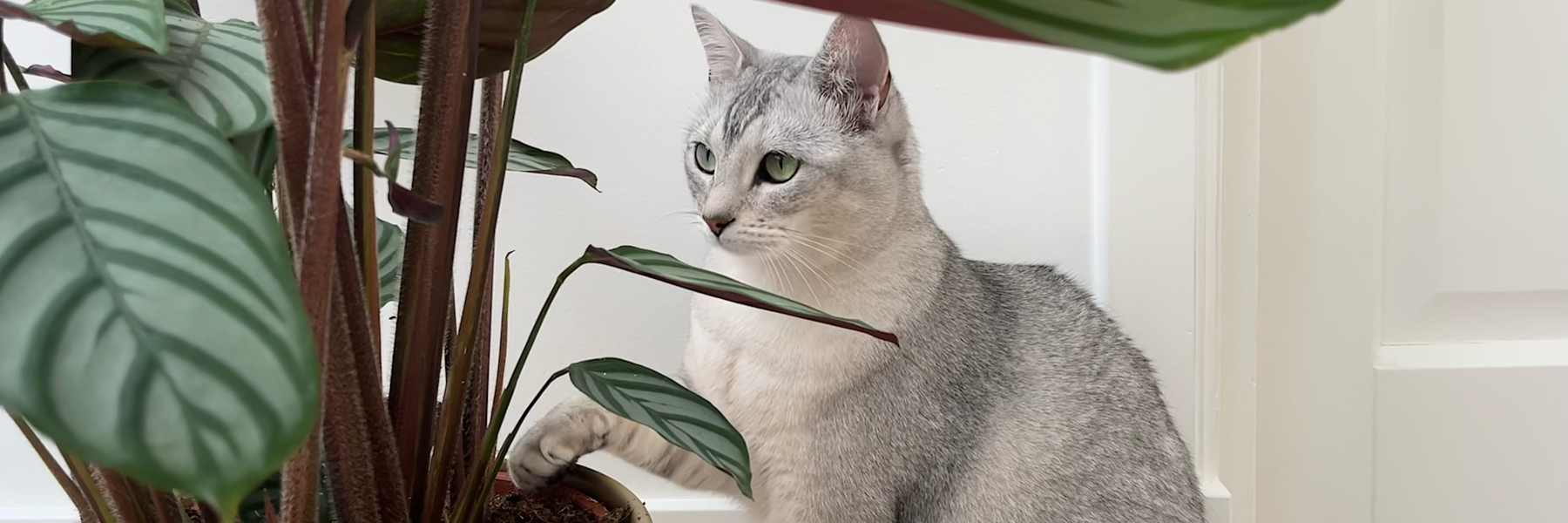 5x hippe kamerplanten die niet giftig zijn voor katten