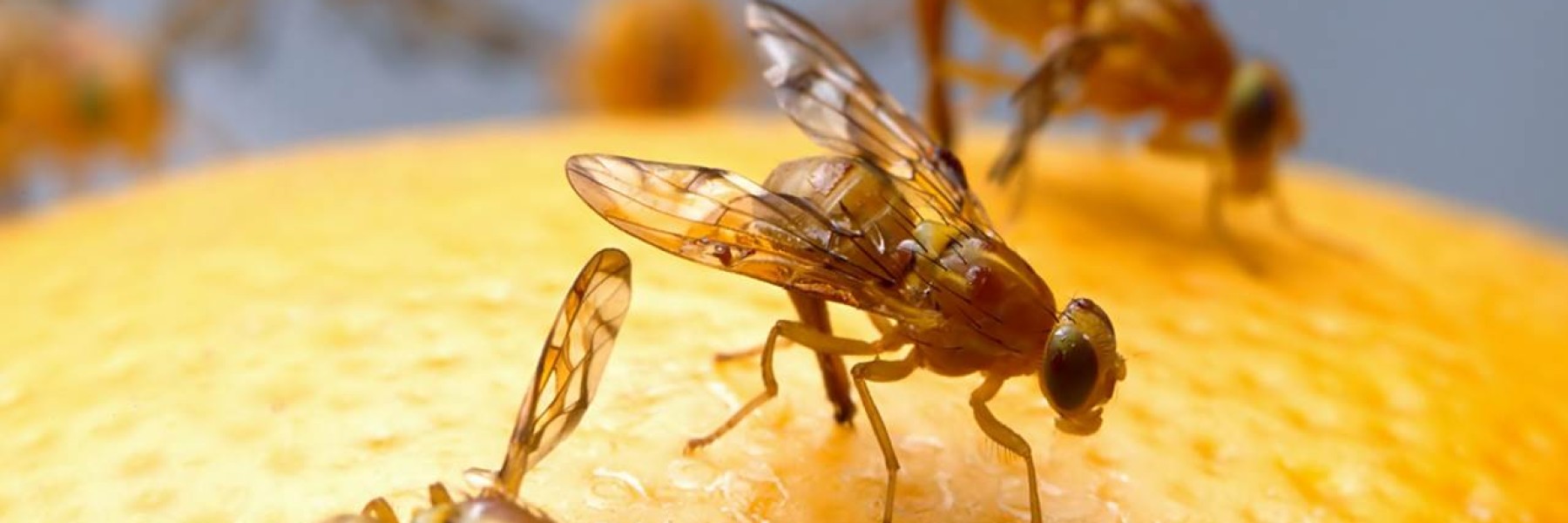 Hoe kom je van fruitvliegjes af? Beeld: Milieu Centraal