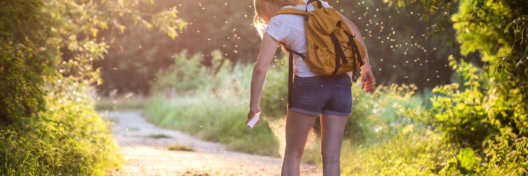 Muggen in de avondzon