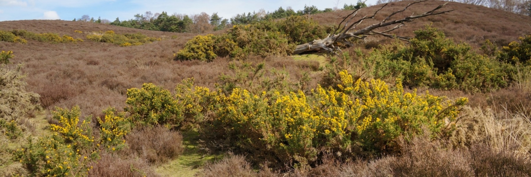Veluwe