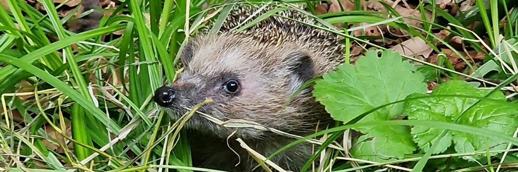 Egel in het wild | Foto: Stichting Snorhaar