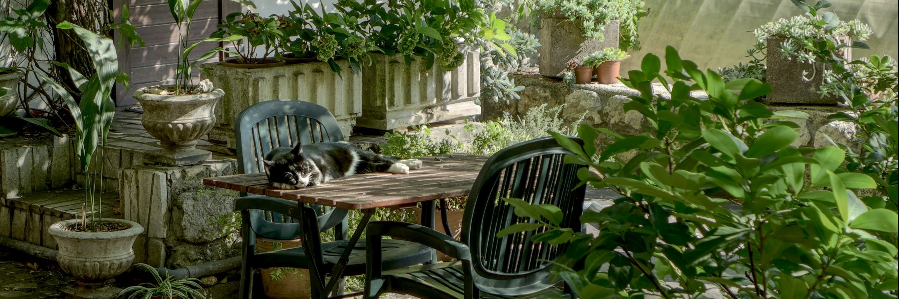 Verwijder groene aanslag in de tuin met natuurlijke middelen | Foto: Robin Wersich via Unsplash
