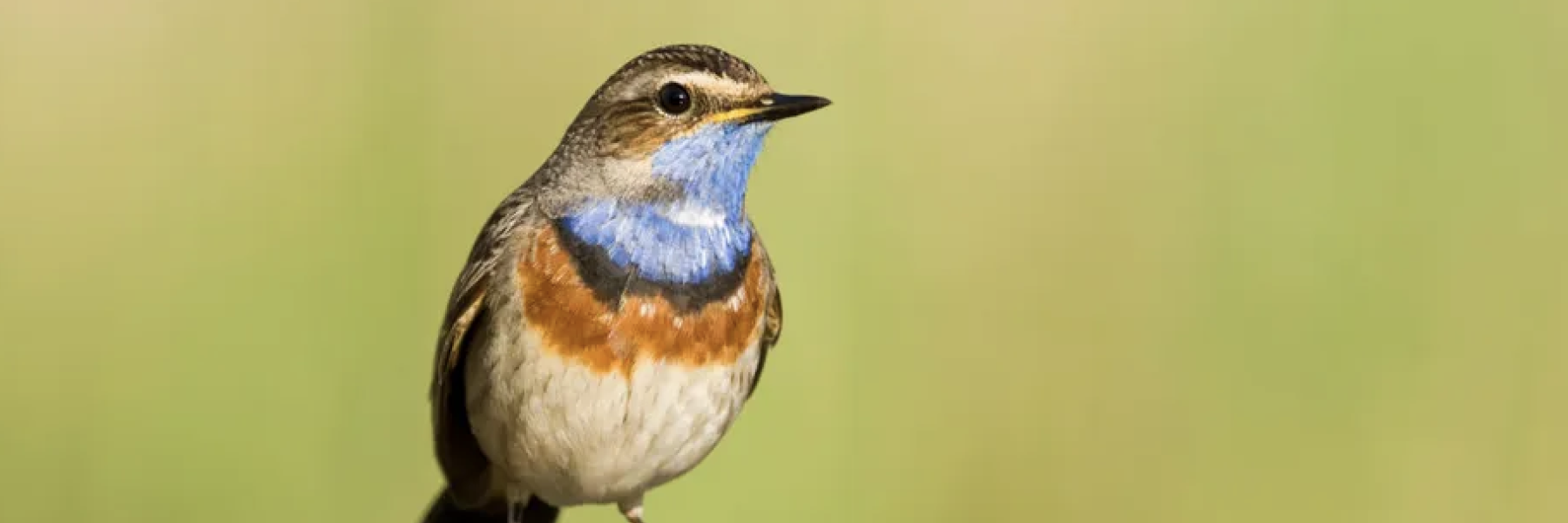Blauwborst | Foto: vogelbescherming