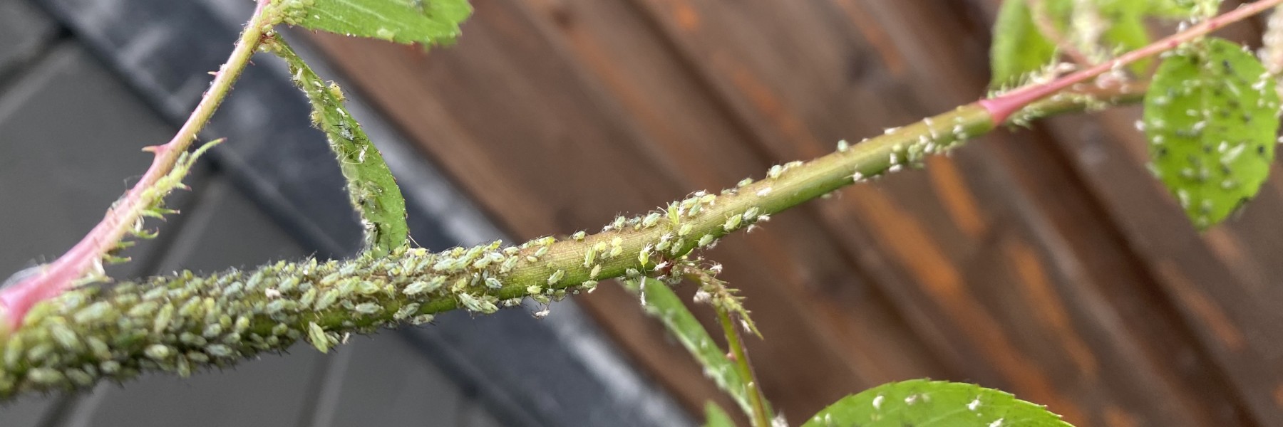 Bladluizen op een rozenstruik | Foto: Annamara Hamersma 