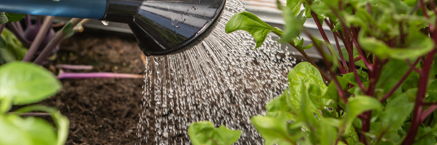 Zo geef je de tuin slim water bij hitte | Foro: Adobe Stock 
