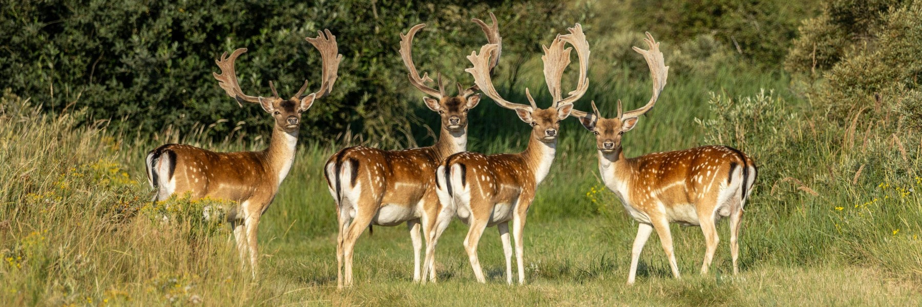 Damherten in de Amsterdamse Waterleiding Duinen | Foto: Atie van Hoorn via Pexels