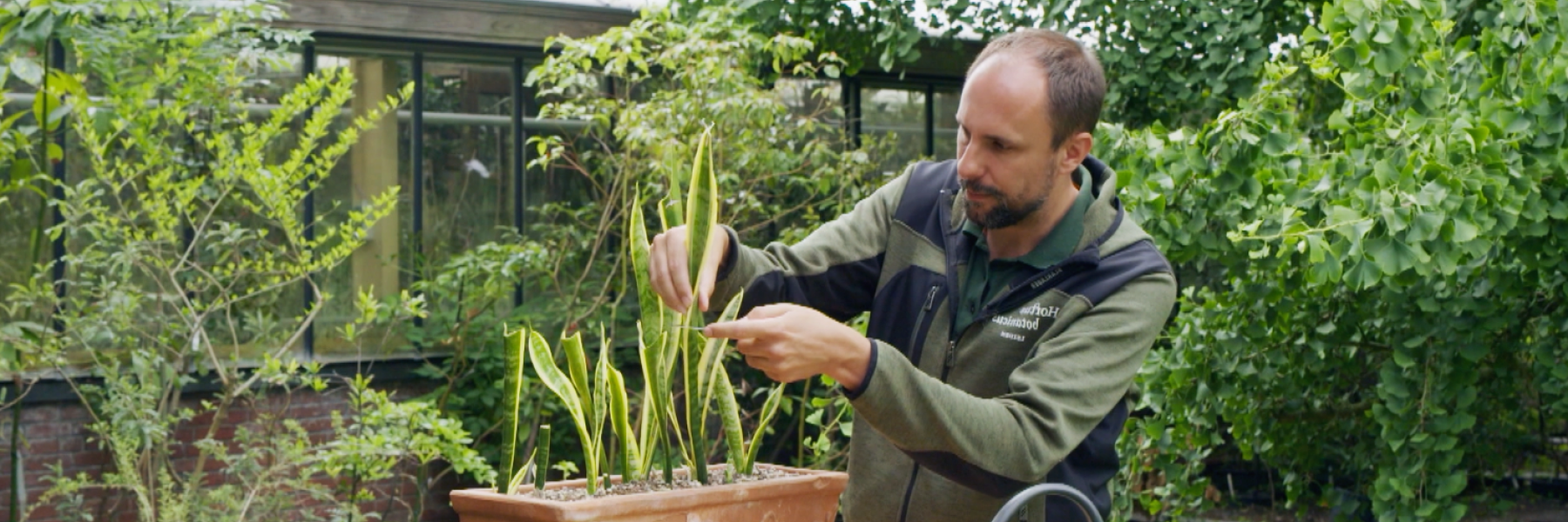 Dracena stekken - Rogier van Vugt