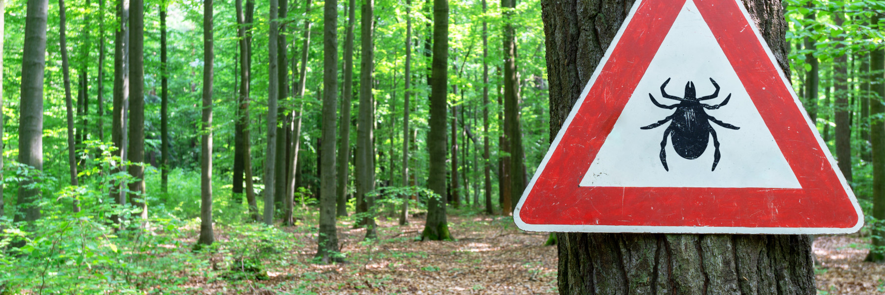 Teken in het bos - Foto: AdobeStock