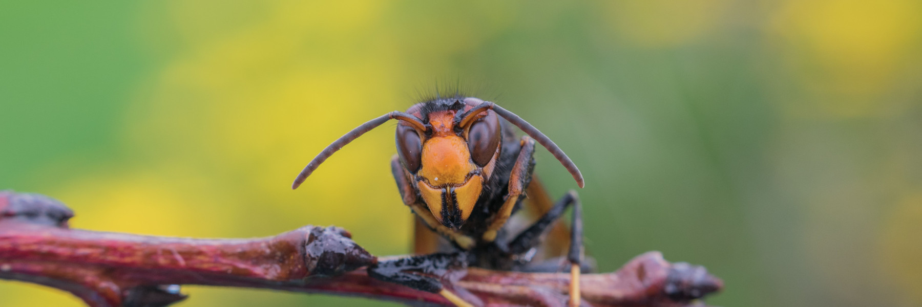 Aziatische hoornaar | Foto: Yamile Garcia via Pexels  