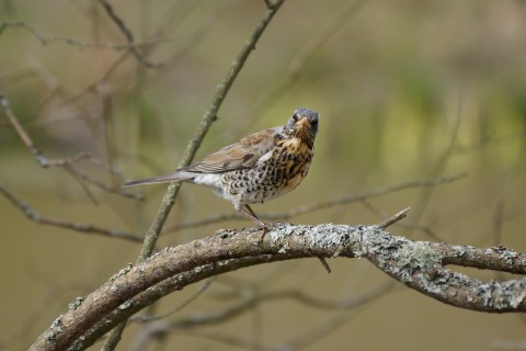 Kramsvogel