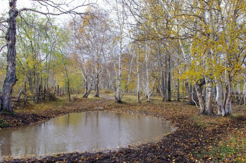 Water in het bos | Foto: Pixabay
