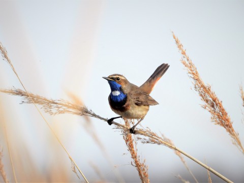 Blauwborst