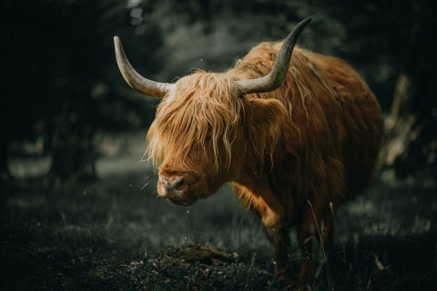 Schotse hooglander