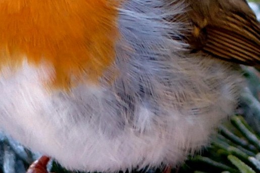 Roodborstje doet zich tegoed aan zaadjes | Foto: Pixabay