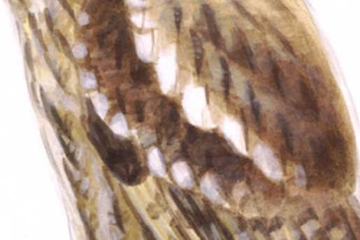 Een tekening van een bosuil