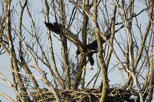 Zeearend | Foto: Gerard M