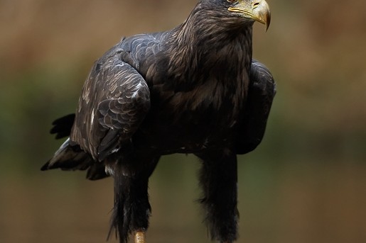 Een jonge zeearend met prooi, waarschijnlijk een karper | Foto: Martin Mecnarowski