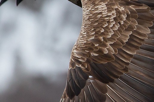 Zeearend | Foto: Martha de Jong - Lantink