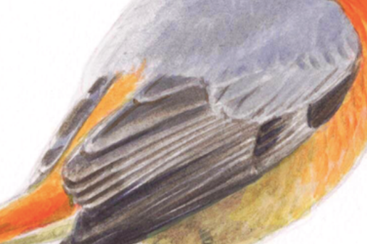 Gekraagde roodstaart