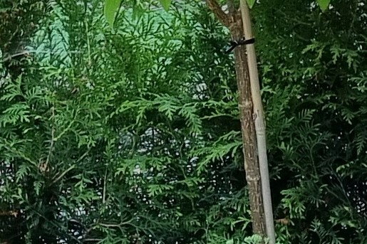 Van een bijna 40-jaar oude voortuin naar een groene opknapper!