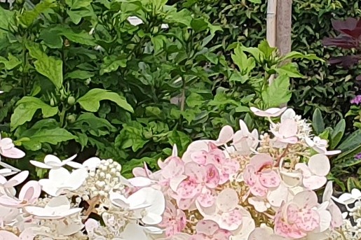 De voortuin van Bert en Hennie in Nijkerk