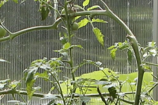 Tomaten uit eigen tuin