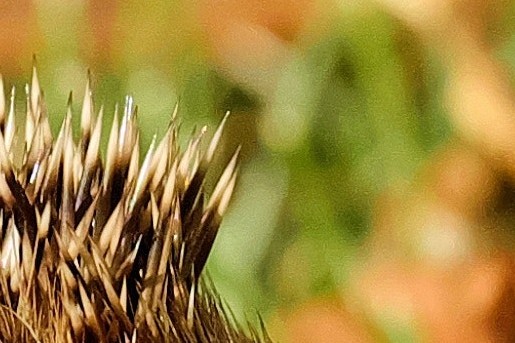 Egels zijn gek op insecten, maar ook kattenvoer of hondenbrokken | Foto: Pexels