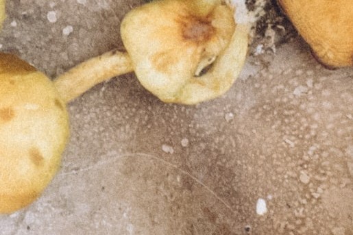 Herfstige paddenstoelen