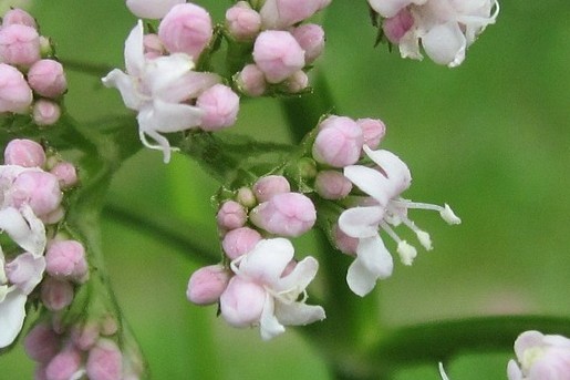 Valeriaan | Foto: Pixabay