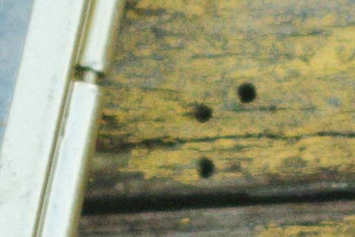 Natuurlijke kerstdecoratie uit eigen tuin dat jarenlang meegaat | Foto: Liesbeth Disbergen