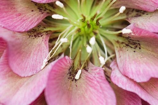 Helleborussen tuin in Sellingen | Fotografie: Marjon Lukje