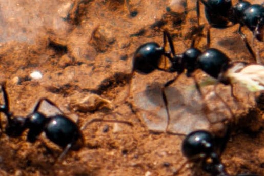 5x tips tegen mieren | Foto: Pexels