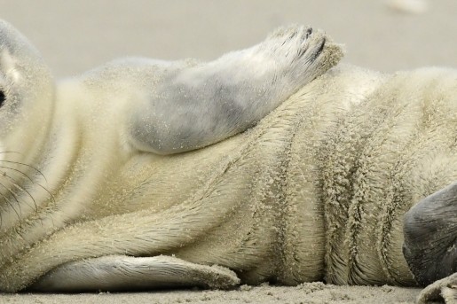 Zeehond Terschelling | Bron: Staatsbosbeheer