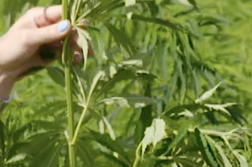 Marieke in een hennepveld