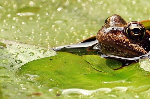 Regenwater in de tuin met kikker | Foto: Pixabay