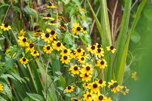 Kijk mee in de herfsttuin van Marieke Nolsen | Foto: Liesbeth Disbergen