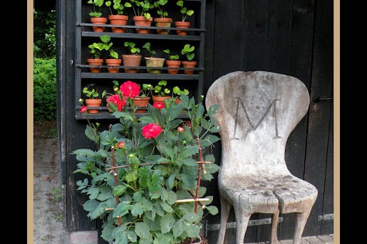 Primula theater in de tuin van Marieke Nolsen | Foto: Marieke Nolsen